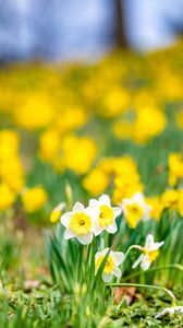 Preview wallpaper daffodils, flowers, field, macro, spring