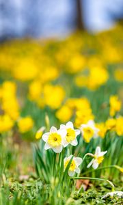 Preview wallpaper daffodils, flowers, field, macro, spring