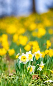 Preview wallpaper daffodils, flowers, field, macro, spring