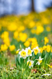 Preview wallpaper daffodils, flowers, field, macro, spring