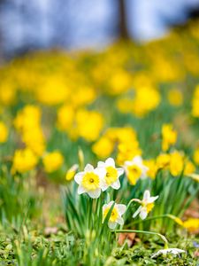 Preview wallpaper daffodils, flowers, field, macro, spring