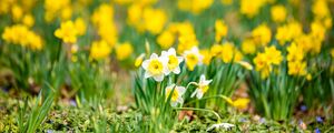 Preview wallpaper daffodils, flowers, field, macro, spring