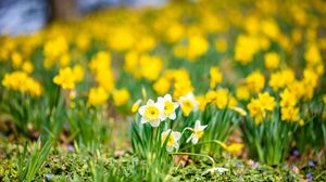 Preview wallpaper daffodils, flowers, field, macro, spring