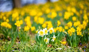 Preview wallpaper daffodils, flowers, field, macro, spring