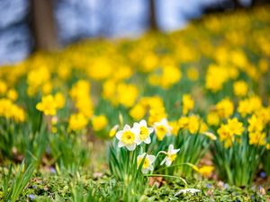 Preview wallpaper daffodils, flowers, field, macro, spring