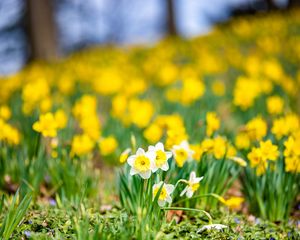 Preview wallpaper daffodils, flowers, field, macro, spring