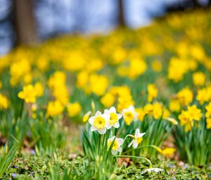 Preview wallpaper daffodils, flowers, field, macro, spring