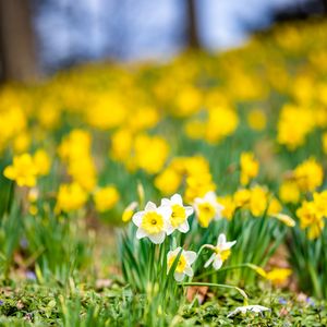 Preview wallpaper daffodils, flowers, field, macro, spring