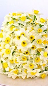 Preview wallpaper daffodils, flowers, flower, ribbon, bow