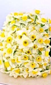Preview wallpaper daffodils, flowers, flower, ribbon, bow
