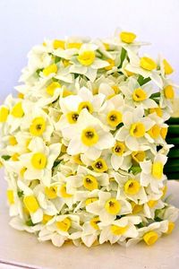 Preview wallpaper daffodils, flowers, flower, ribbon, bow