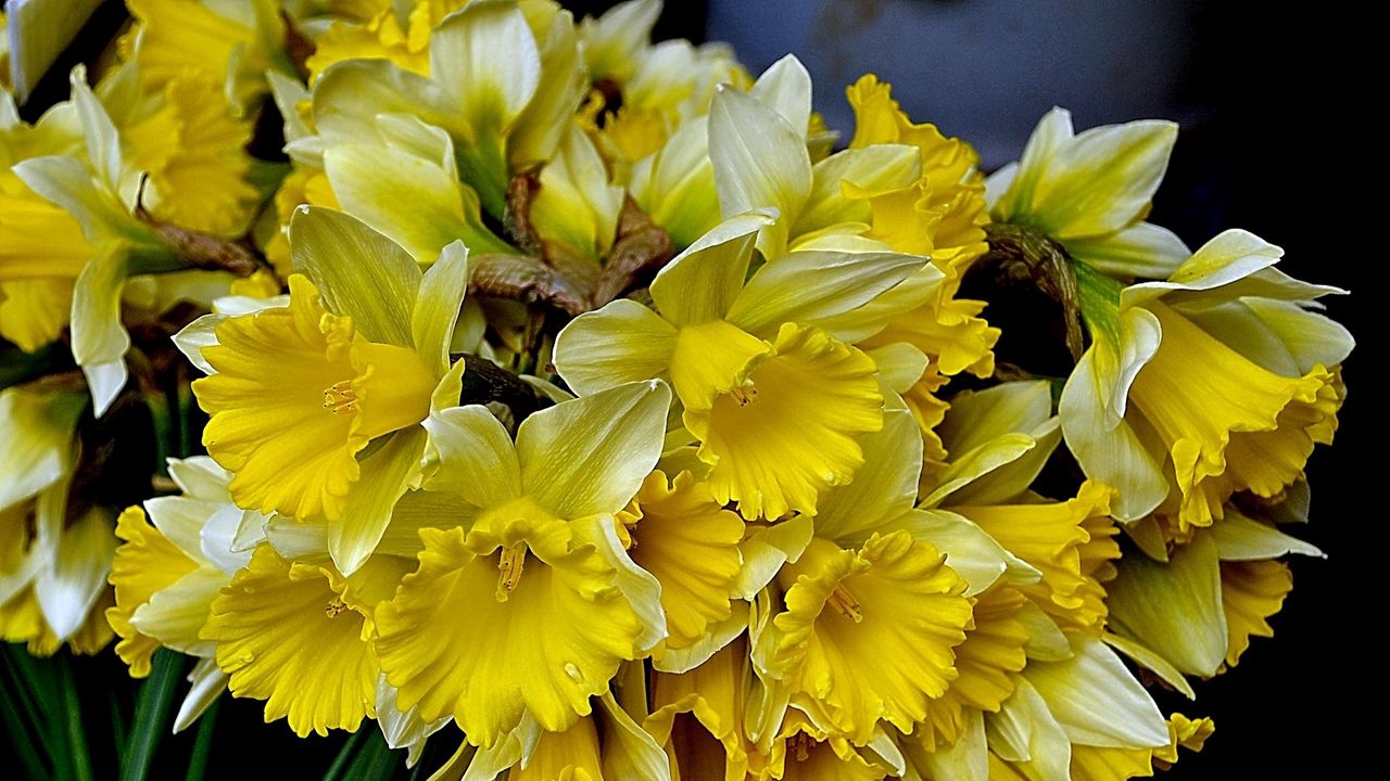 Wallpaper daffodils, flowers, flower, yellow, spring