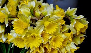 Preview wallpaper daffodils, flowers, flower, yellow, spring