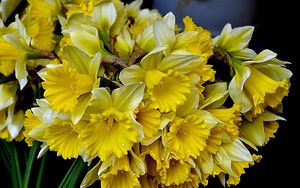 Preview wallpaper daffodils, flowers, flower, yellow, spring