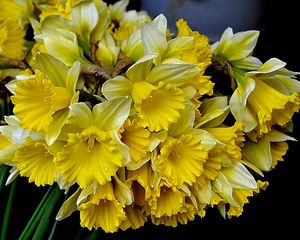 Preview wallpaper daffodils, flowers, flower, yellow, spring