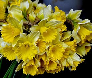 Preview wallpaper daffodils, flowers, flower, yellow, spring