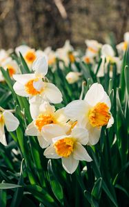 Preview wallpaper daffodils, flowers, flower bed
