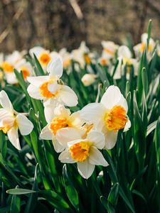 Preview wallpaper daffodils, flowers, flower bed