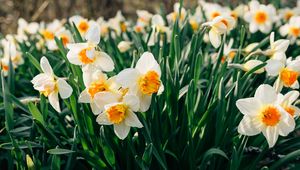 Preview wallpaper daffodils, flowers, flower bed