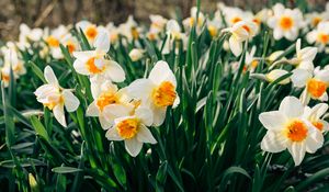 Preview wallpaper daffodils, flowers, flower bed