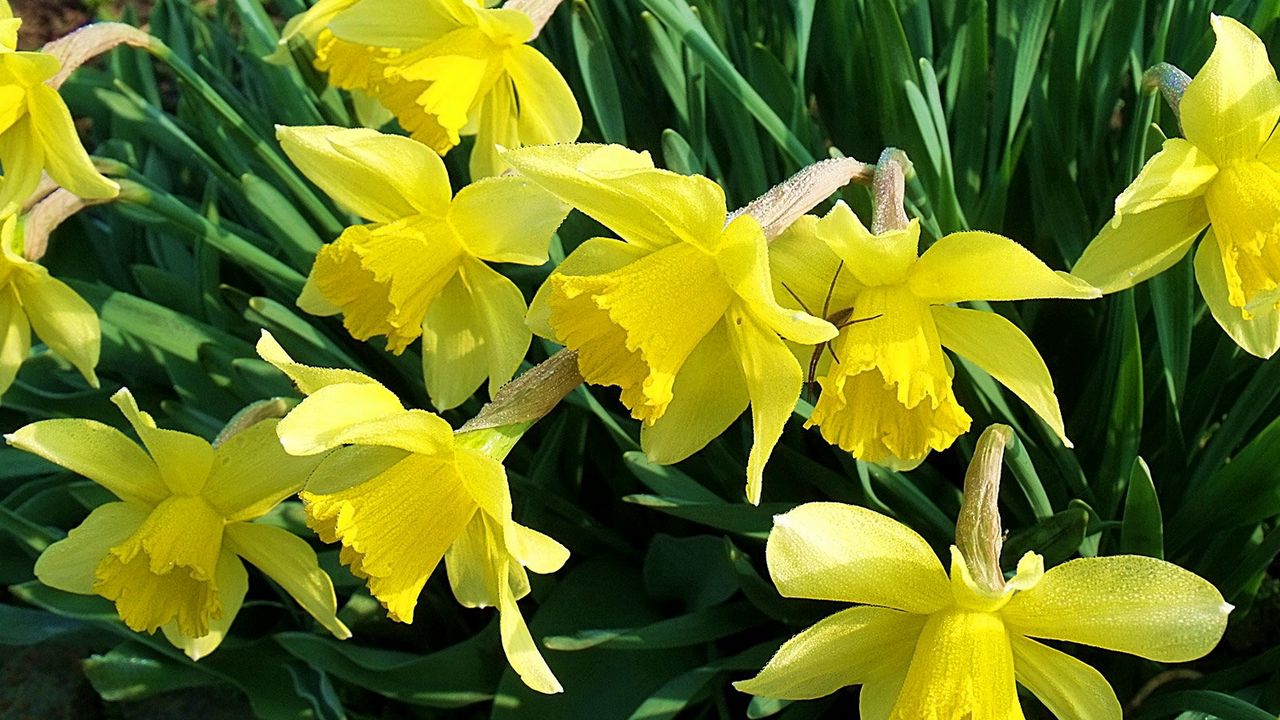 Wallpaper daffodils, flowers, flowerbed, spring, garden, mood