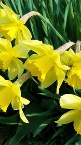 Preview wallpaper daffodils, flowers, flowerbed, spring, garden, mood