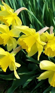 Preview wallpaper daffodils, flowers, flowerbed, spring, garden, mood