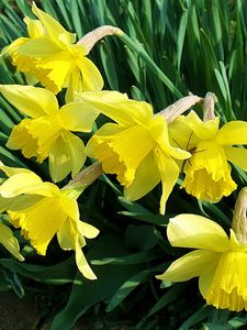 Preview wallpaper daffodils, flowers, flowerbed, spring, garden, mood
