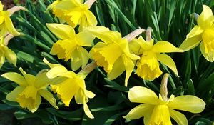 Preview wallpaper daffodils, flowers, flowerbed, spring, garden, mood