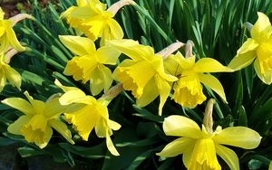 Preview wallpaper daffodils, flowers, flowerbed, spring, garden, mood