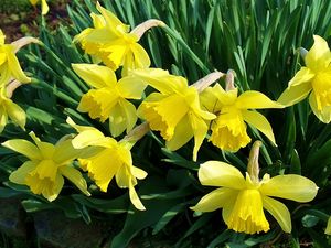 Preview wallpaper daffodils, flowers, flowerbed, spring, garden, mood