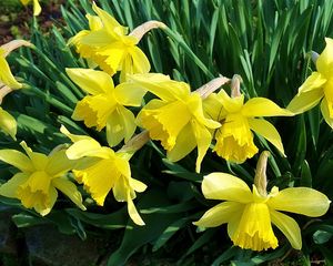 Preview wallpaper daffodils, flowers, flowerbed, spring, garden, mood