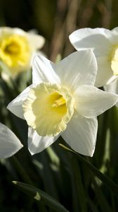 Preview wallpaper daffodils, flowers, flowerbed, spring, close-up