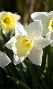 Preview wallpaper daffodils, flowers, flowerbed, spring, close-up