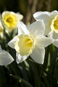 Preview wallpaper daffodils, flowers, flowerbed, spring, close-up