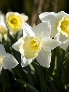 Preview wallpaper daffodils, flowers, flowerbed, spring, close-up