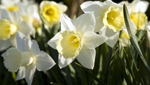 Preview wallpaper daffodils, flowers, flowerbed, spring, close-up