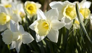 Preview wallpaper daffodils, flowers, flowerbed, spring, close-up