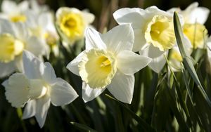 Preview wallpaper daffodils, flowers, flowerbed, spring, close-up