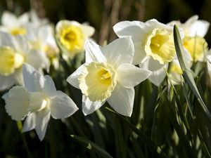 Preview wallpaper daffodils, flowers, flowerbed, spring, close-up