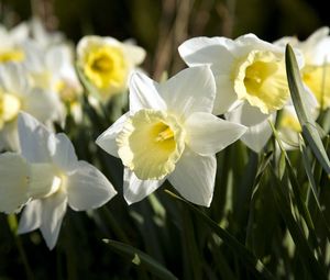 Preview wallpaper daffodils, flowers, flowerbed, spring, close-up