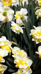 Preview wallpaper daffodils, flowers, flowerbed, spring, greens