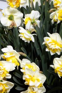 Preview wallpaper daffodils, flowers, flowerbed, spring, greens