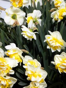 Preview wallpaper daffodils, flowers, flowerbed, spring, greens