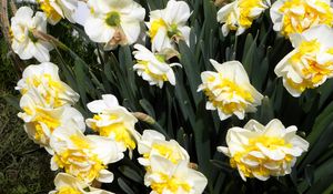 Preview wallpaper daffodils, flowers, flowerbed, spring, greens