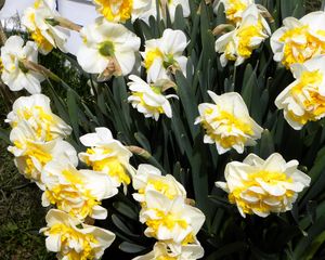 Preview wallpaper daffodils, flowers, flowerbed, spring, greens