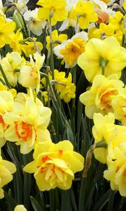 Preview wallpaper daffodils, flowers, flowerbed, spring, greens