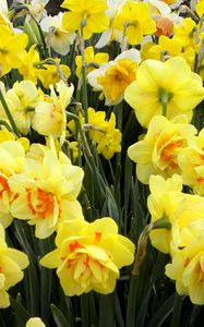 Preview wallpaper daffodils, flowers, flowerbed, spring, greens