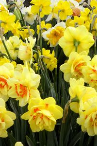 Preview wallpaper daffodils, flowers, flowerbed, spring, greens