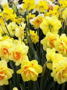 Preview wallpaper daffodils, flowers, flowerbed, spring, greens